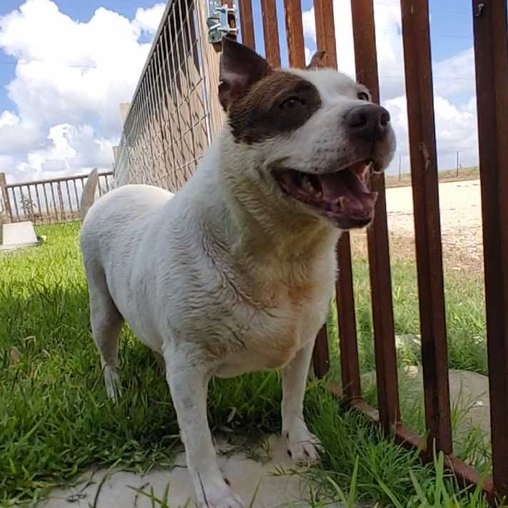 Dog for adoption Ellie, an American Staffordshire Terrier in