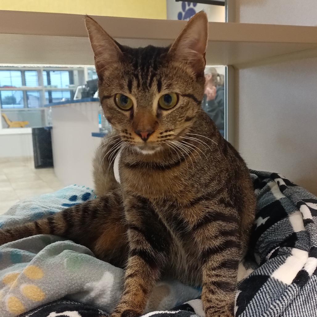 Enlarge Sweetie, a Adoptable Domestic Short Hair in Galveston, TX image 1/3