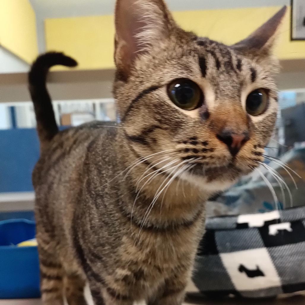 Enlarge Sweetie, a Adoptable Domestic Short Hair in Galveston, TX image 3/3