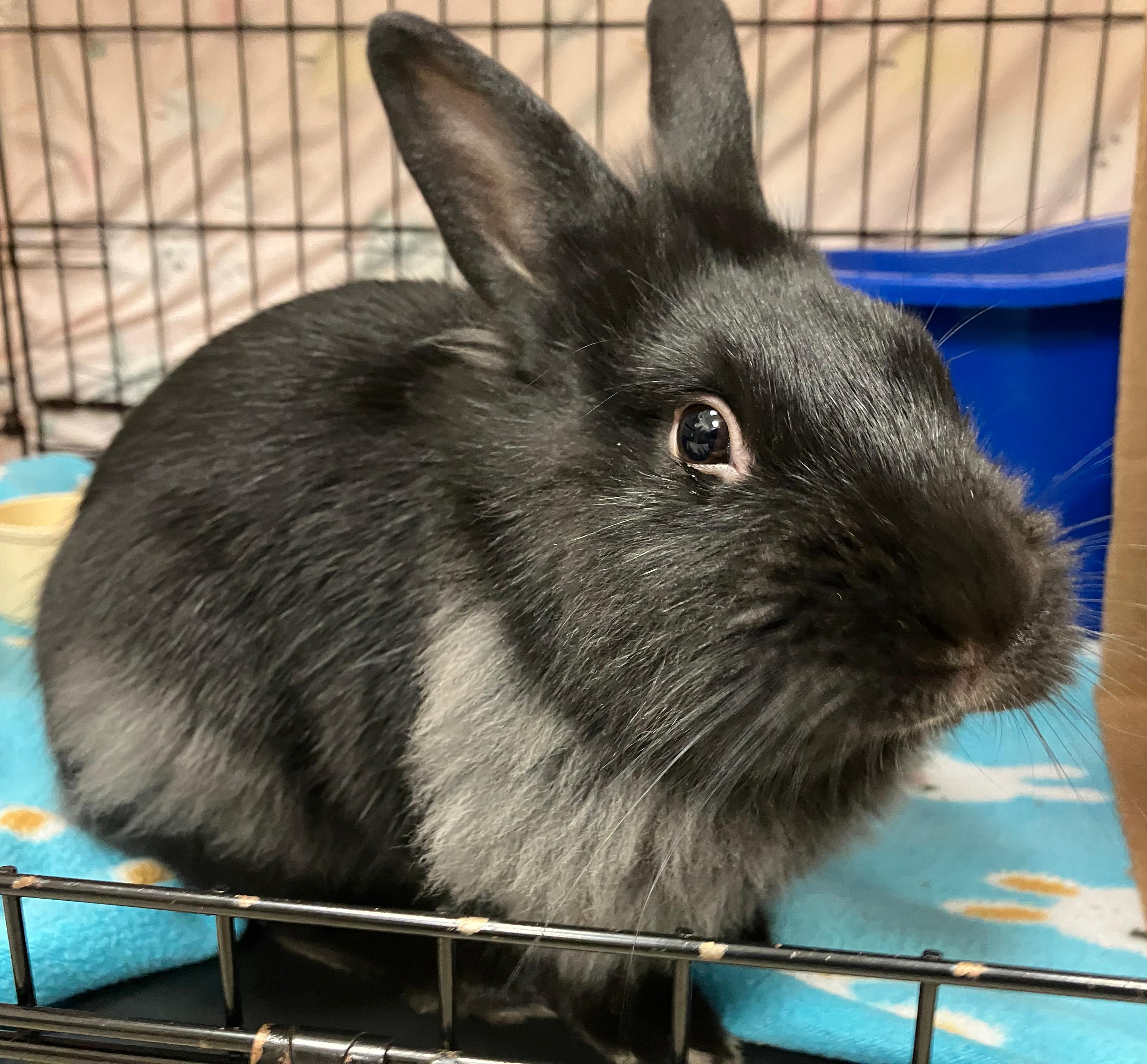 Ian, an adopted mixed breed in Oshkosh, WI image 1/4