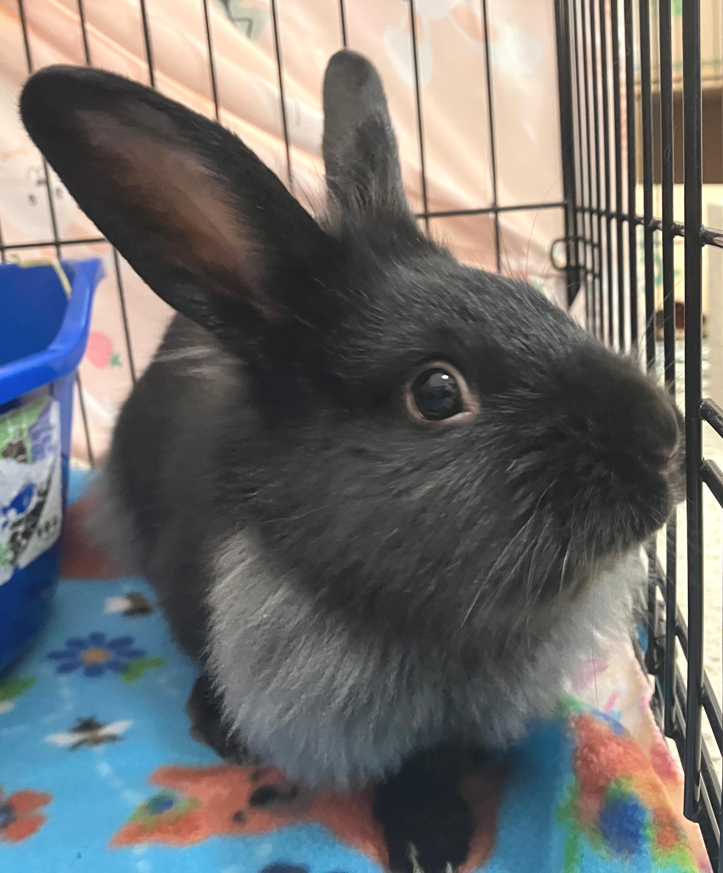 Ian, an adopted mixed breed in Oshkosh, WI image 2/4