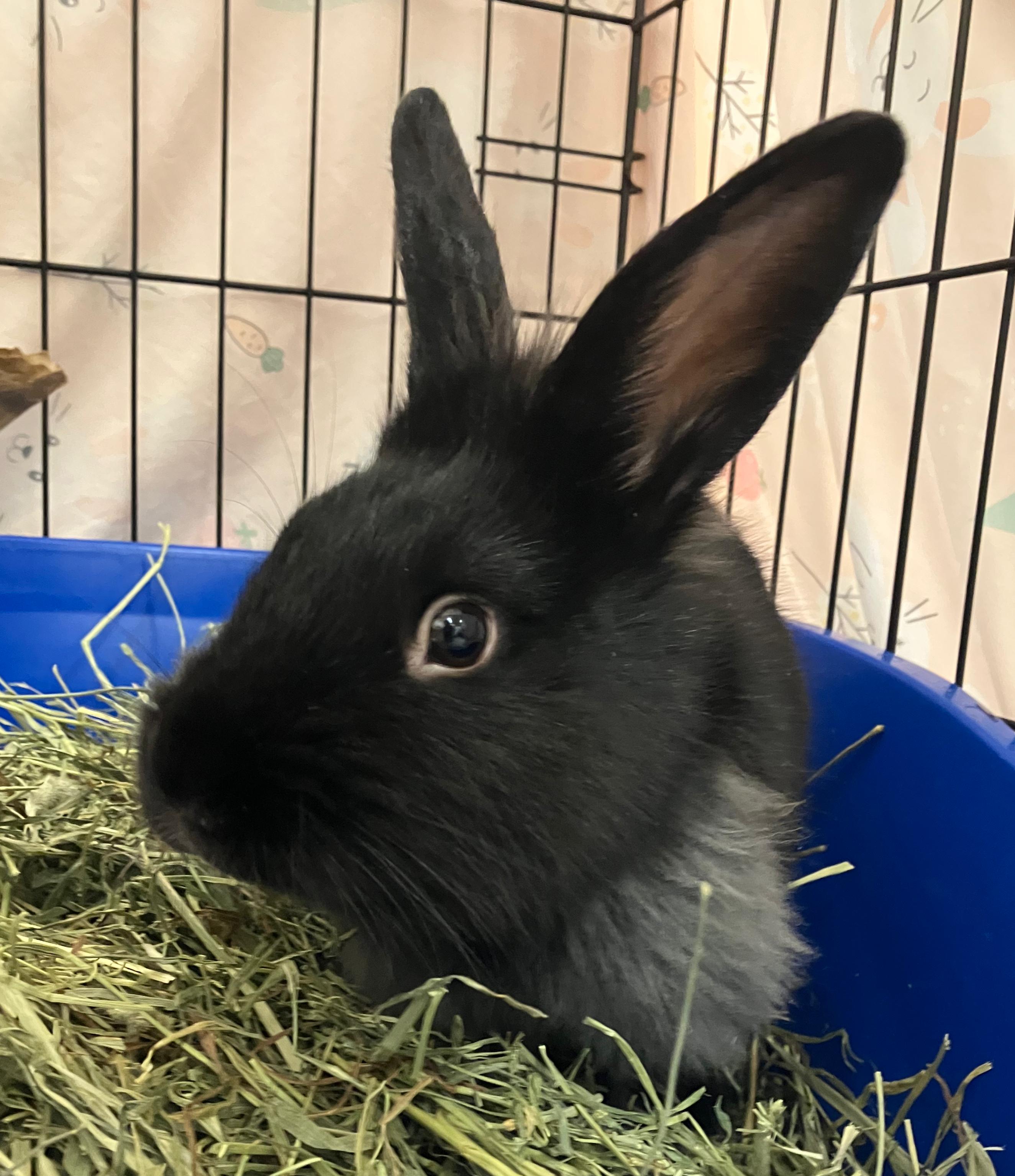 Ian, an adopted mixed breed in Oshkosh, WI image 4/4