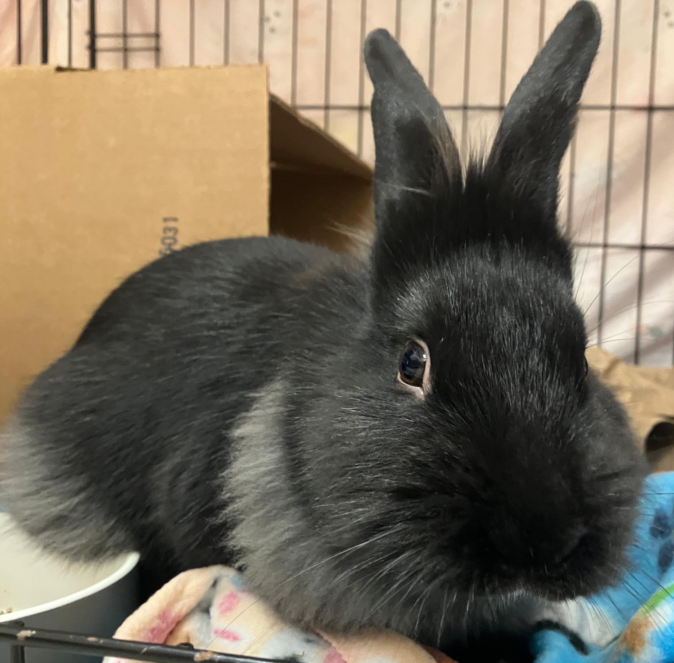 Ian, an adopted mixed breed in Oshkosh, WI image 3/4