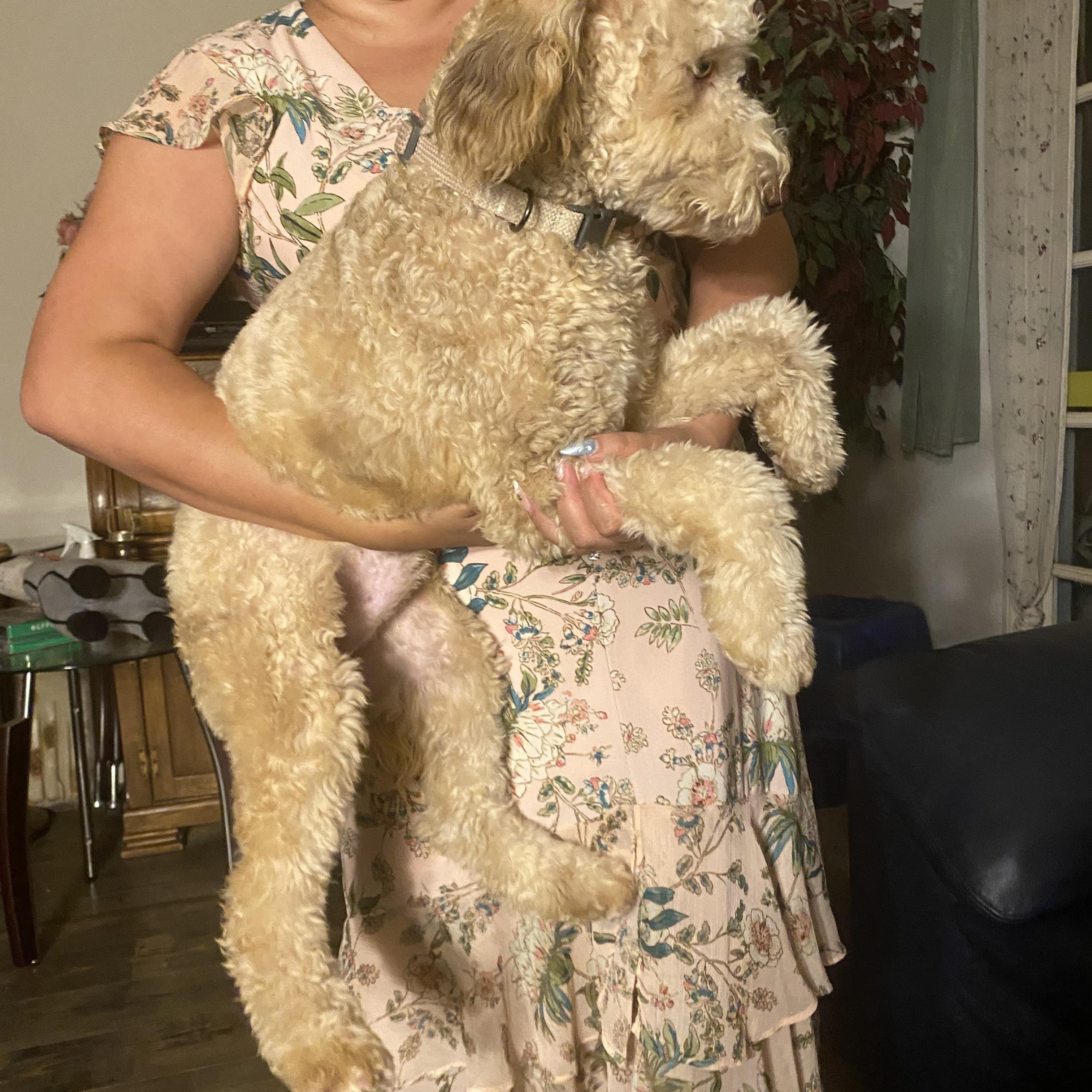 Jeffery, Adopted, Puppy Male Goldendoodle.