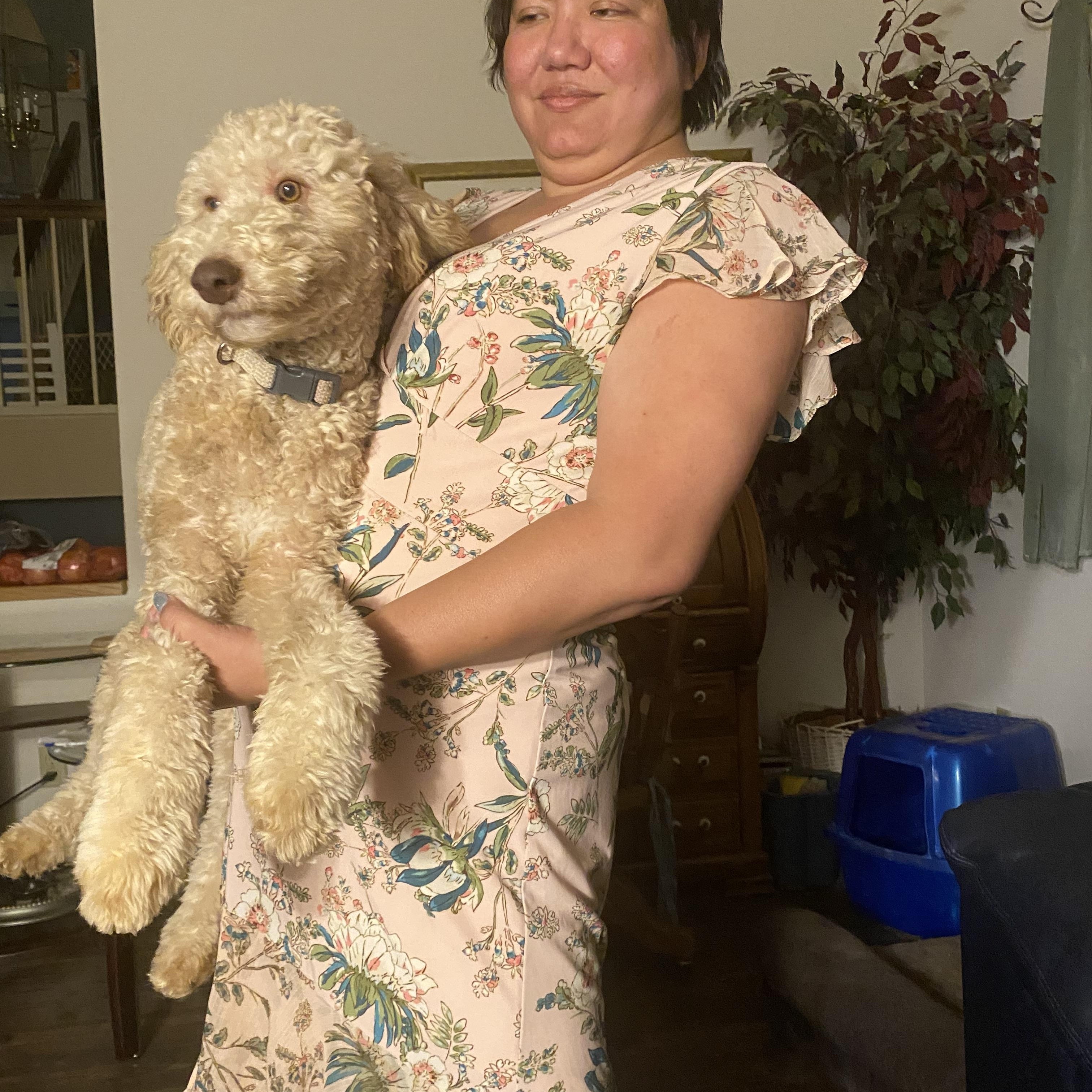 Enlarge Jeffery, a Adopted Goldendoodle in Moreno Valley, CA image 5/5