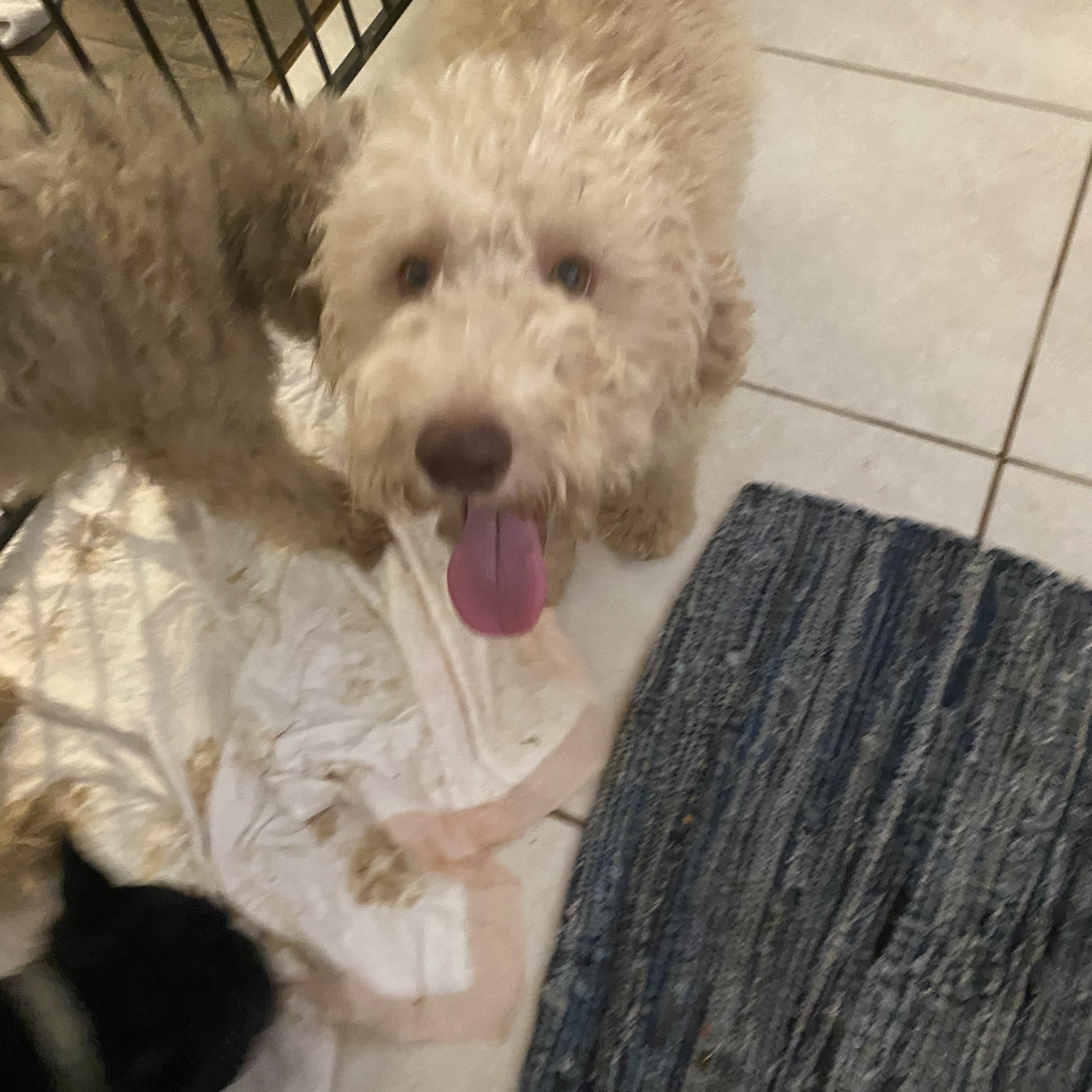 Enlarge Jeffery, a Adopted Goldendoodle in Moreno Valley, CA image 2/5