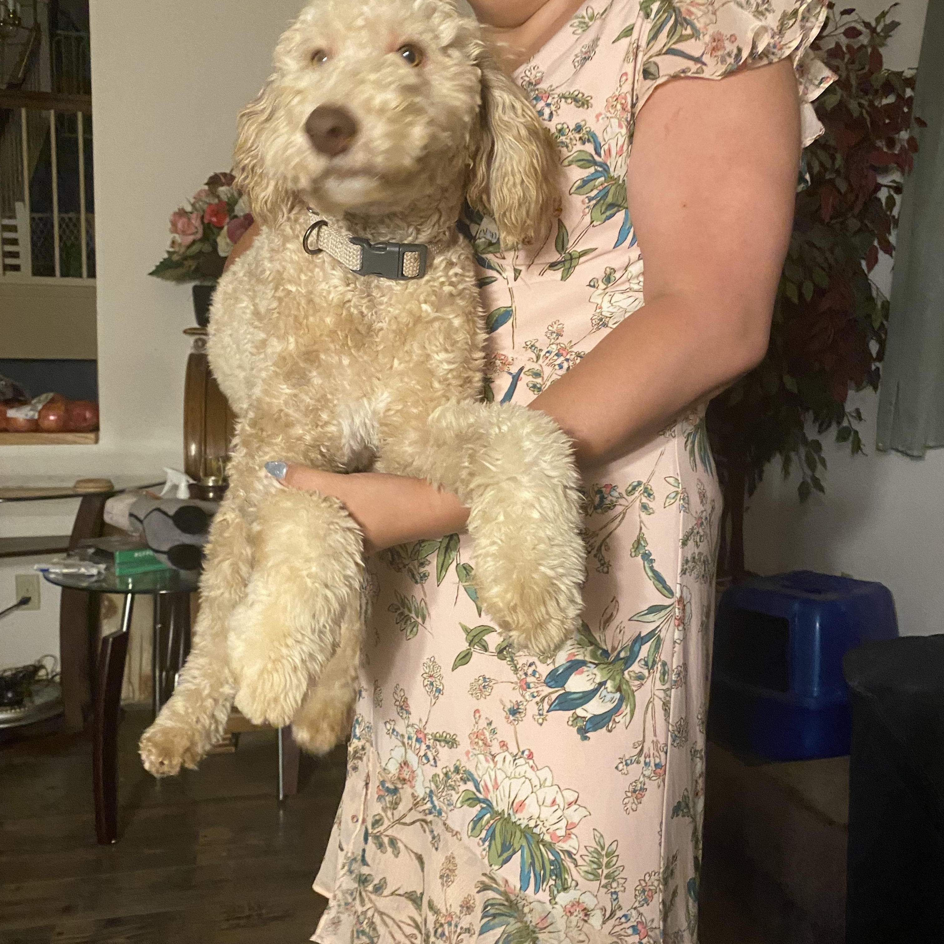 Enlarge Jeffery, a Adopted Goldendoodle in Moreno Valley, CA image 4/5
