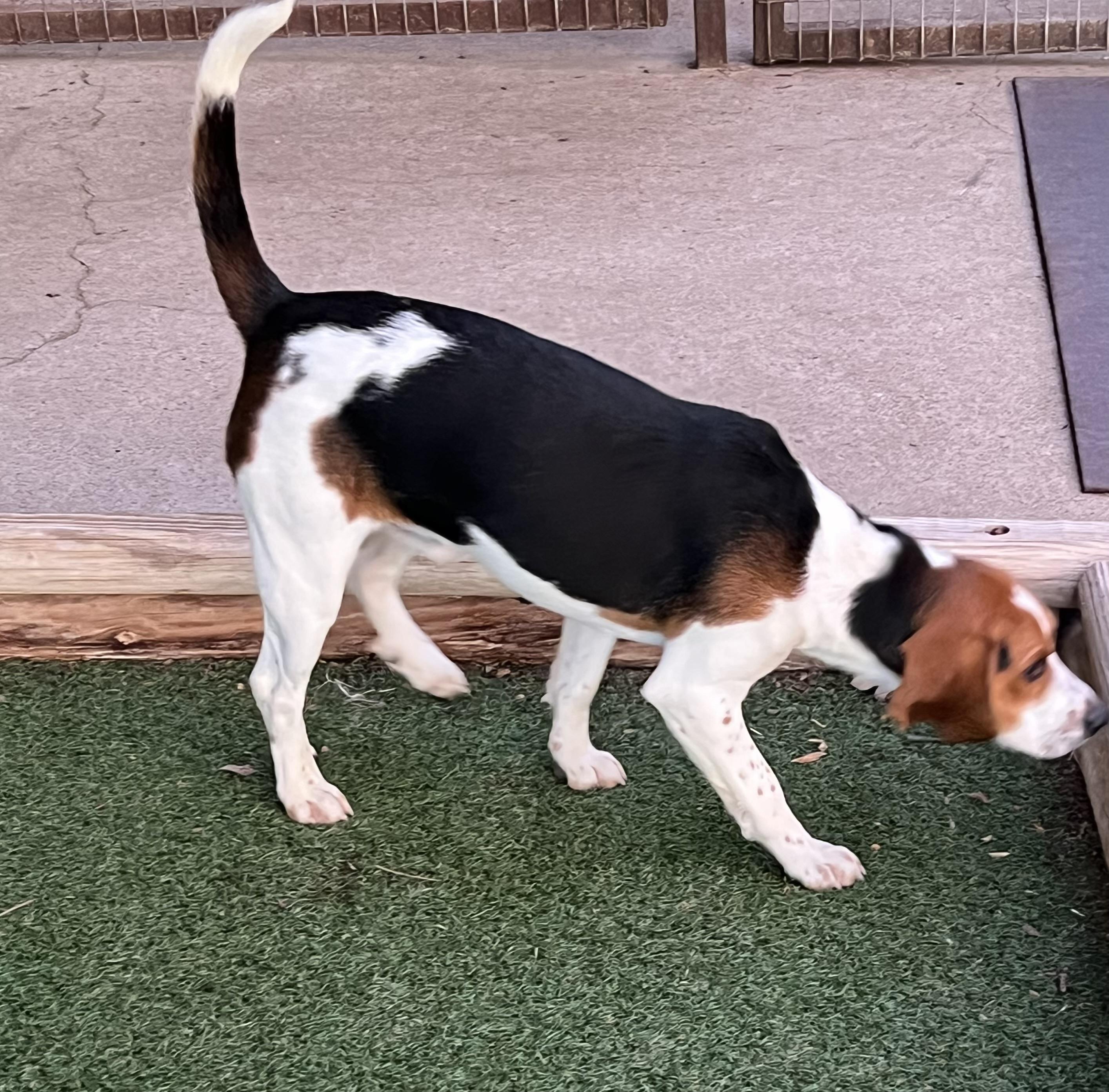 Enlarge Willie, a ADOPTABLE Beagle in Fort Worth, TX image 3/6
