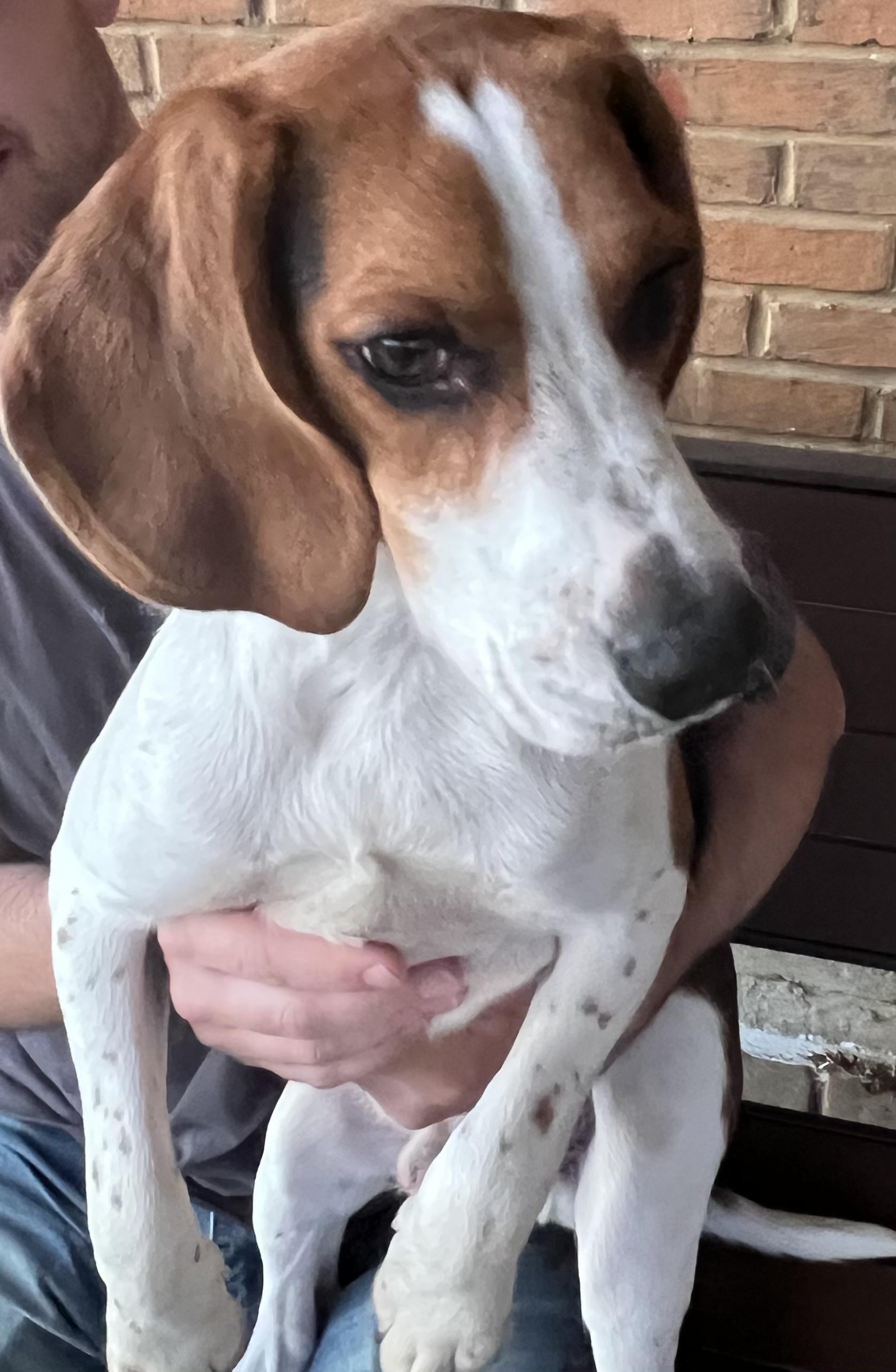Enlarge Willie, a ADOPTABLE Beagle in Fort Worth, TX image 2/6