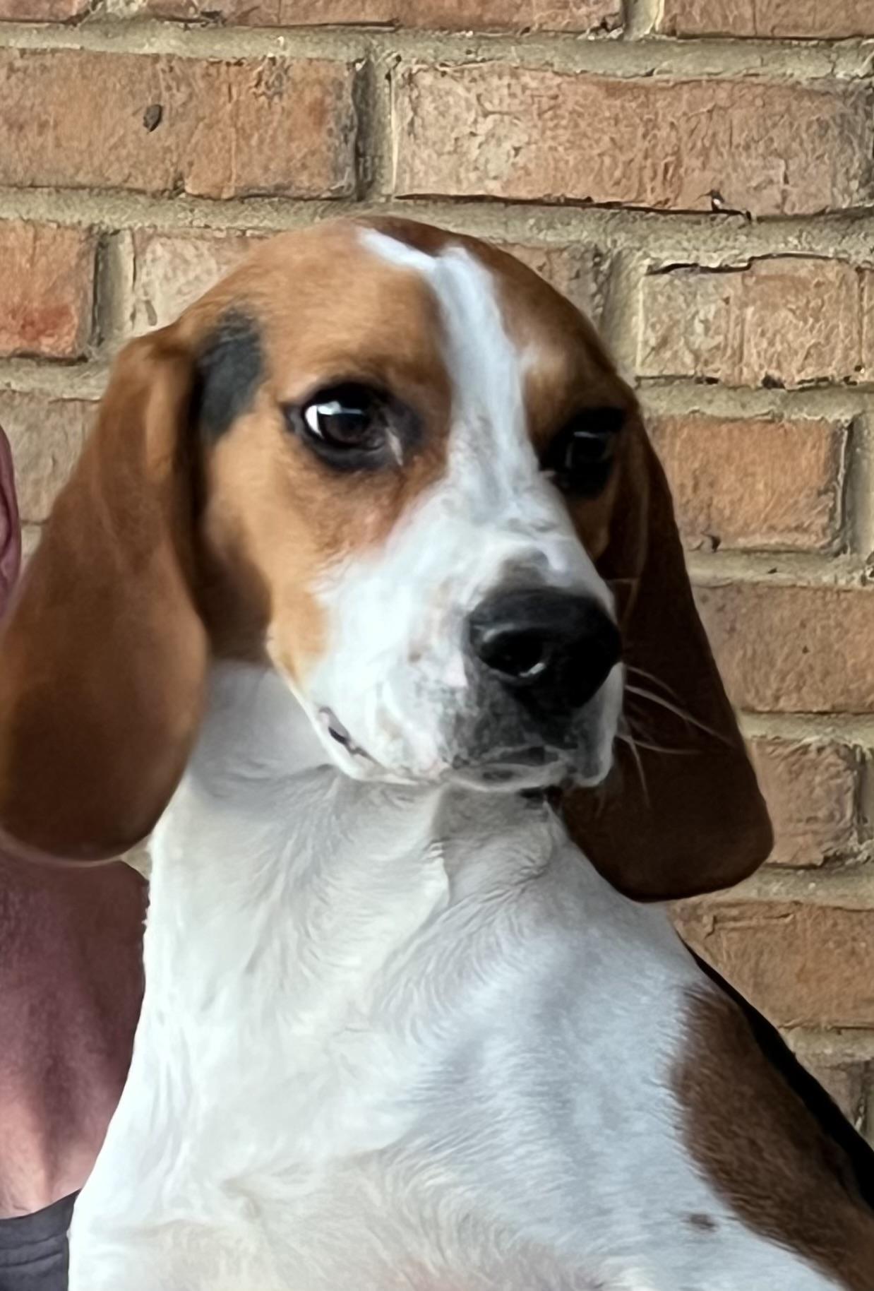 Willie, ADOPTABLE, Young Male Beagle.