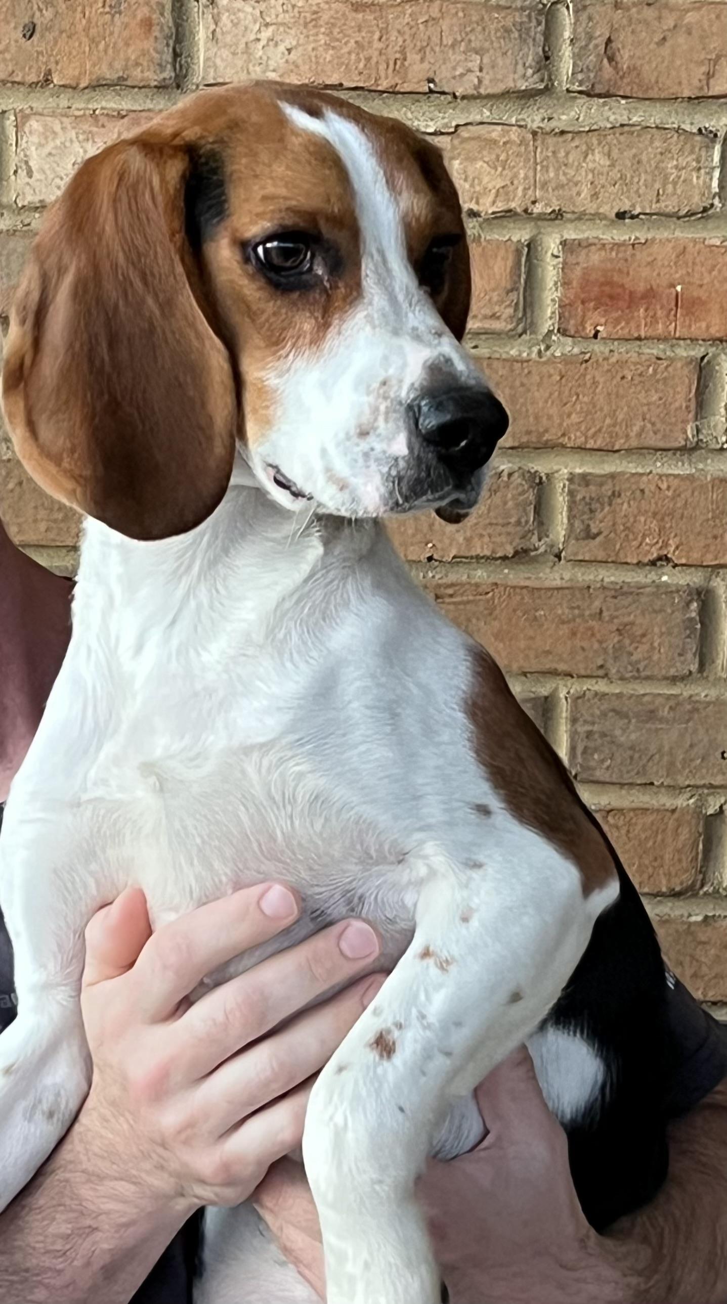 Enlarge Willie, a ADOPTABLE Beagle in Fort Worth, TX image 6/6