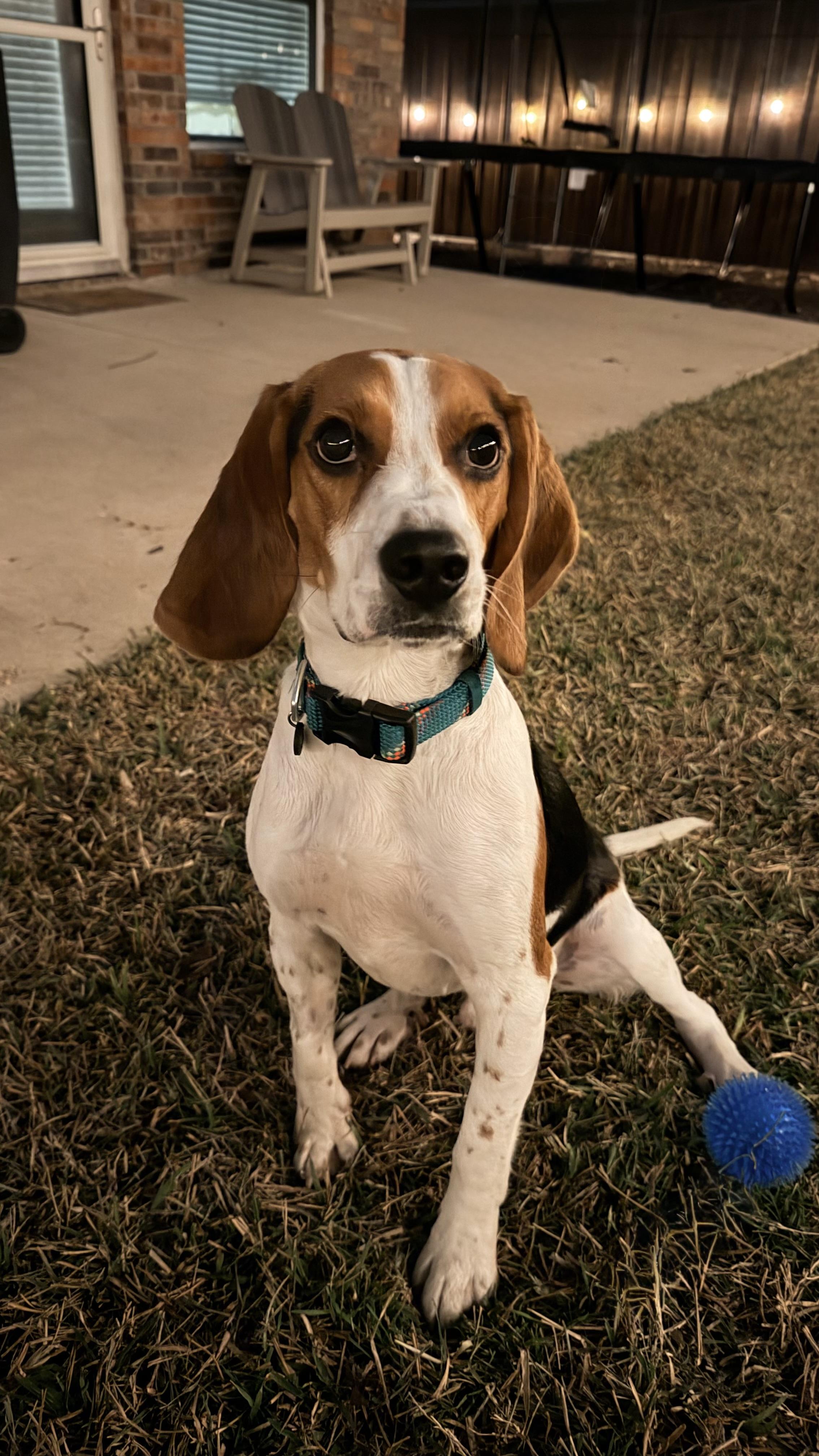 Enlarge Willie, an adopted Beagle in Fort Worth, TX image 6/6