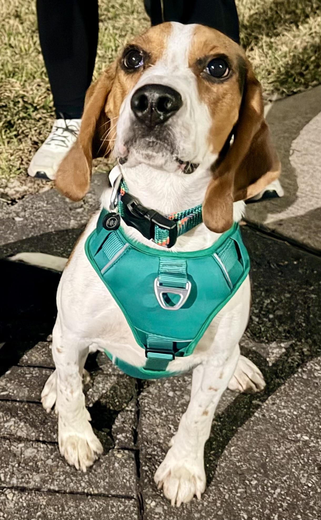 Willie, adoptable, Young Male Beagle.