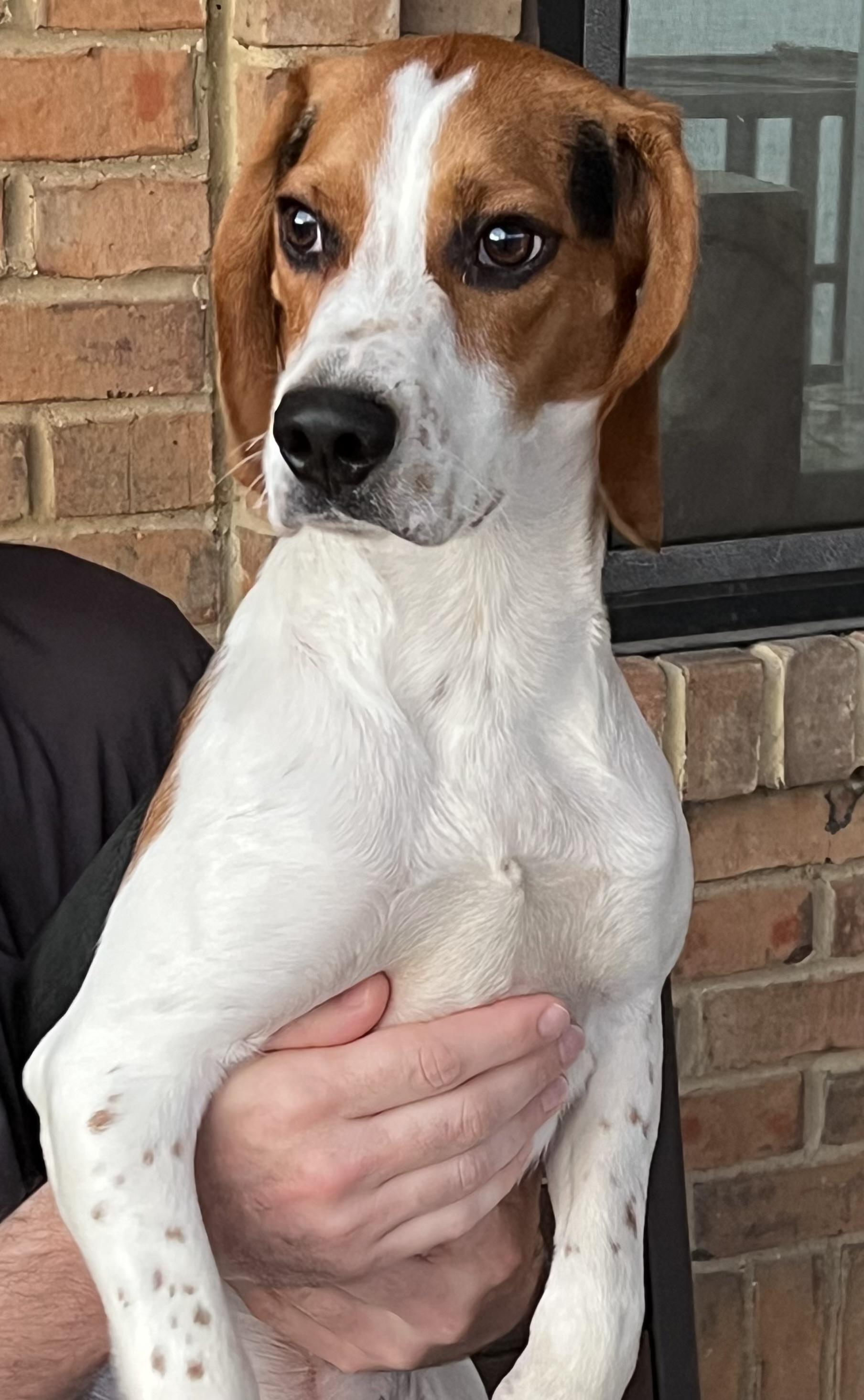 Enlarge Willie, a ADOPTABLE Beagle in Fort Worth, TX image 4/6