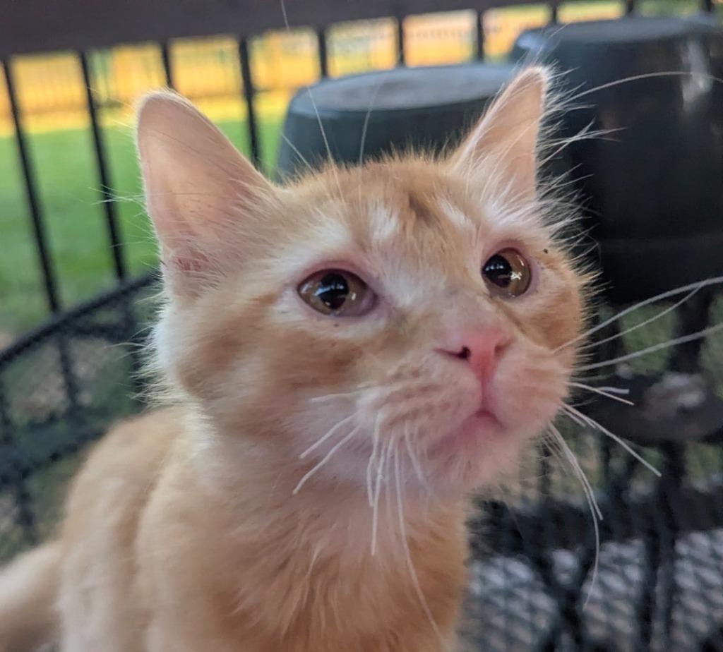 Catalie Portman, Adoptable, Kitten Female Domestic Medium Hair.