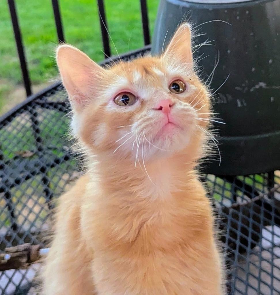 Enlarge Catalie Portman, a Adoptable mixed breed in Olathe, KS image 3/4