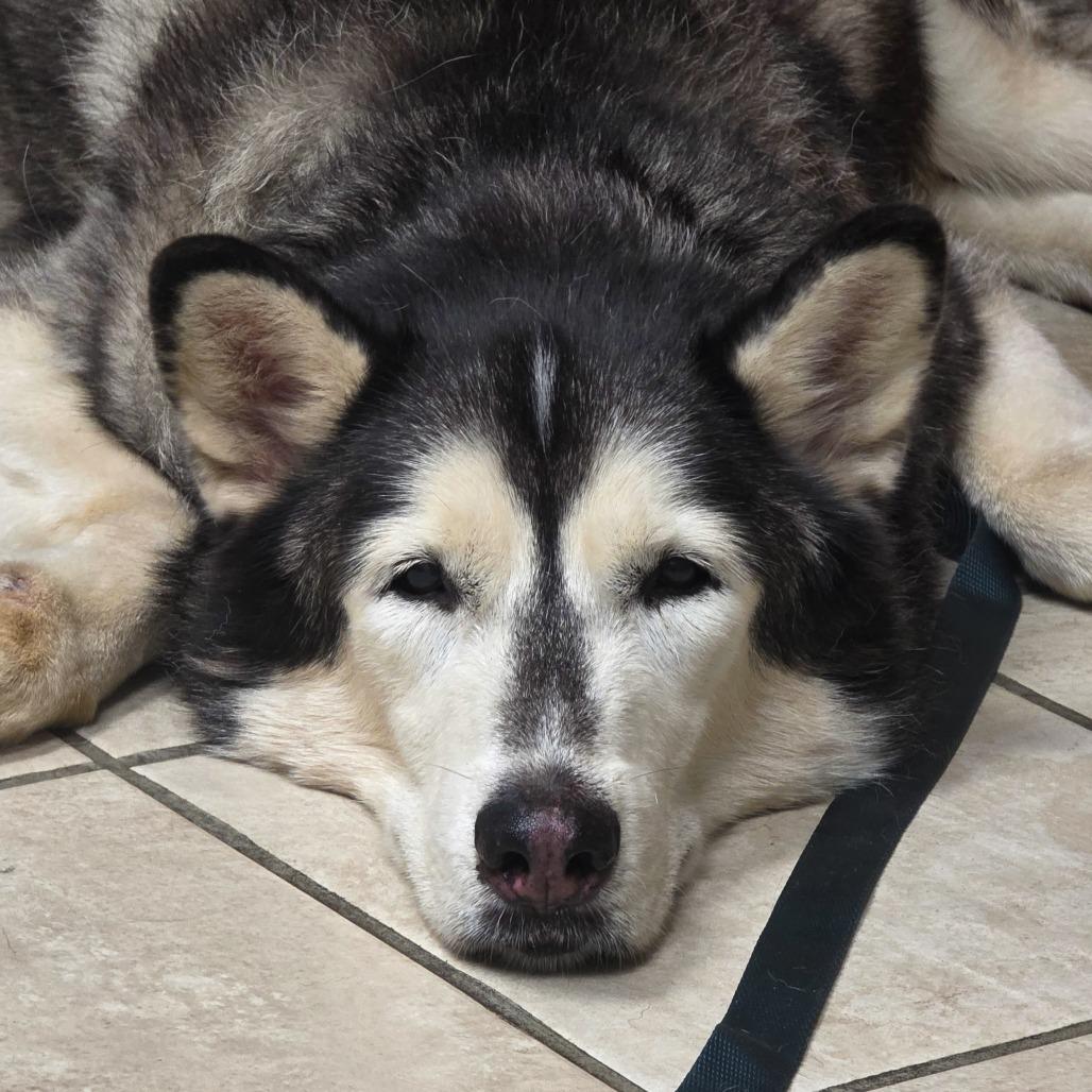 Niko, Adoptable, Senior Male Husky.