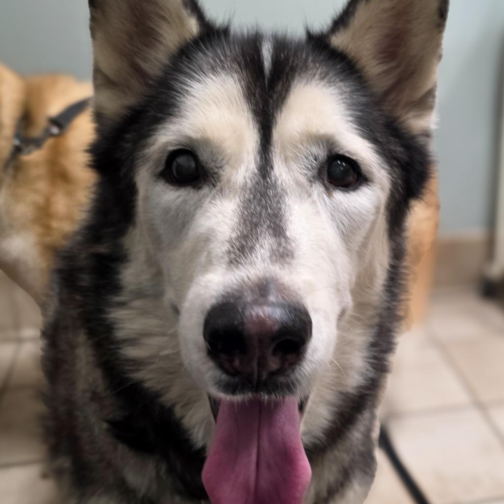 Enlarge Niko, a Adoptable Husky in Glenfield, NY image 2/5