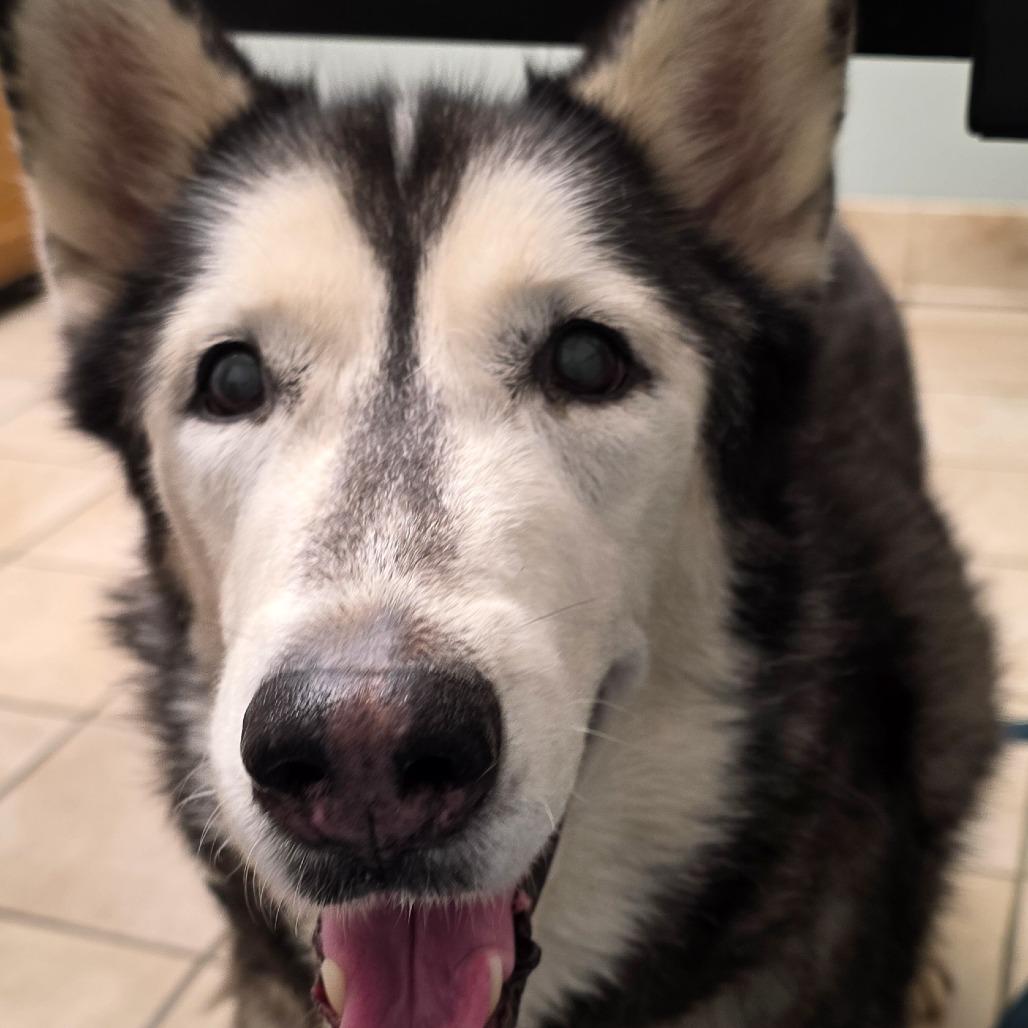 Enlarge Niko, a Adoptable Husky in Glenfield, NY image 3/5