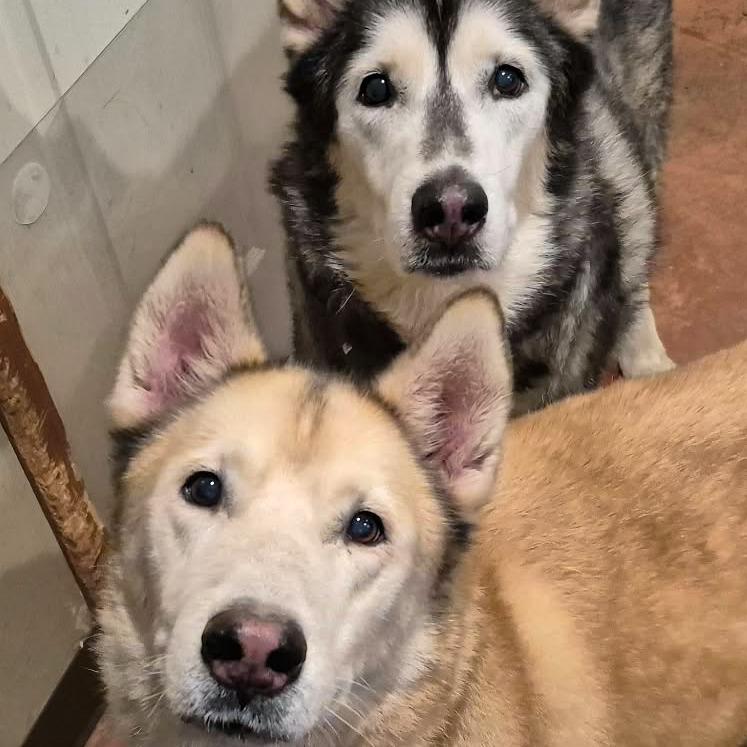 Enlarge Niko, a Adoptable Husky in Glenfield, NY image 4/5