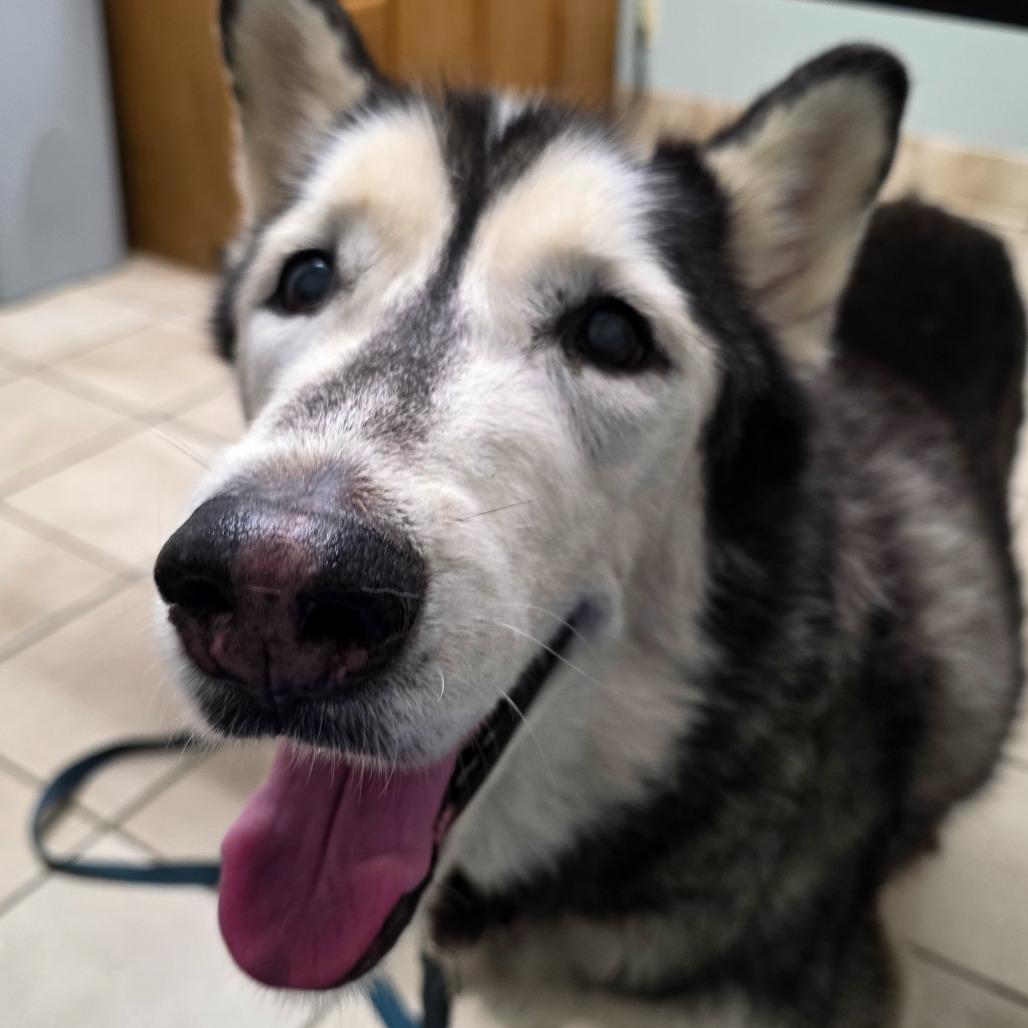 Enlarge Niko, a Adoptable Husky in Glenfield, NY image 5/5