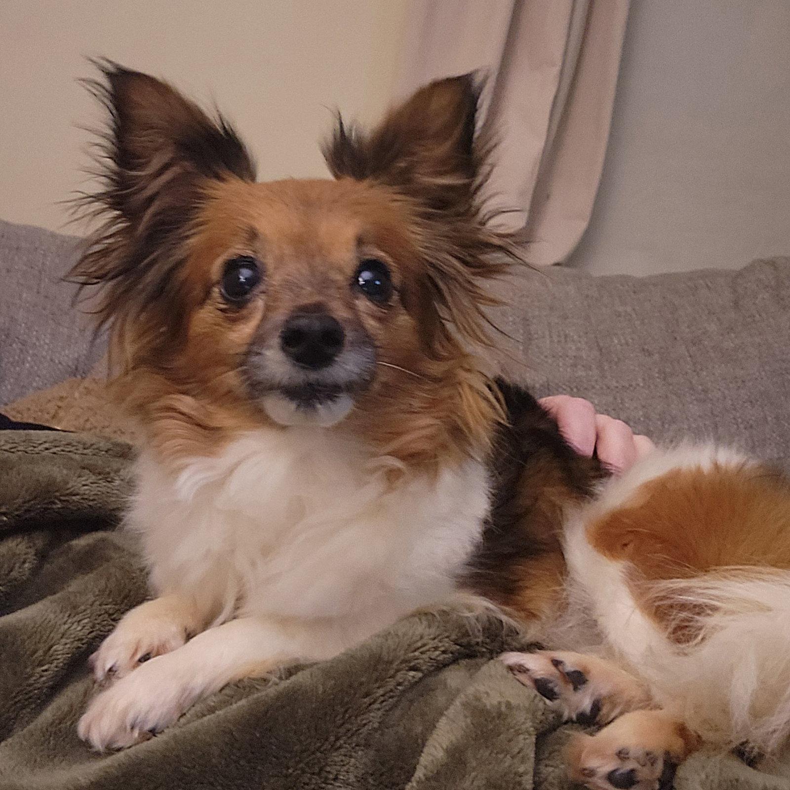 Enlarge Tina, a Adopted Chihuahua in Topeka, KS image 2/2