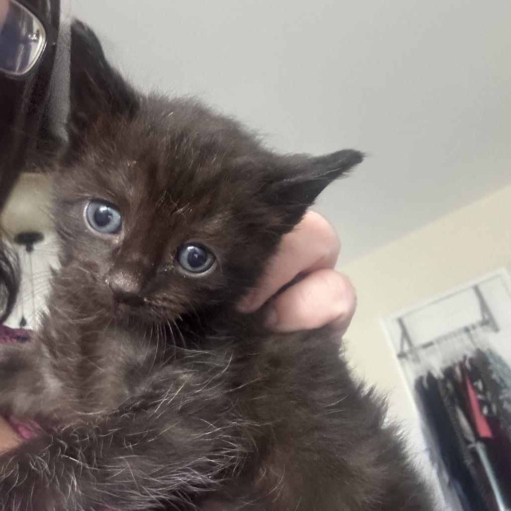 Fig, Adoptable, Kitten Male Domestic Short Hair.