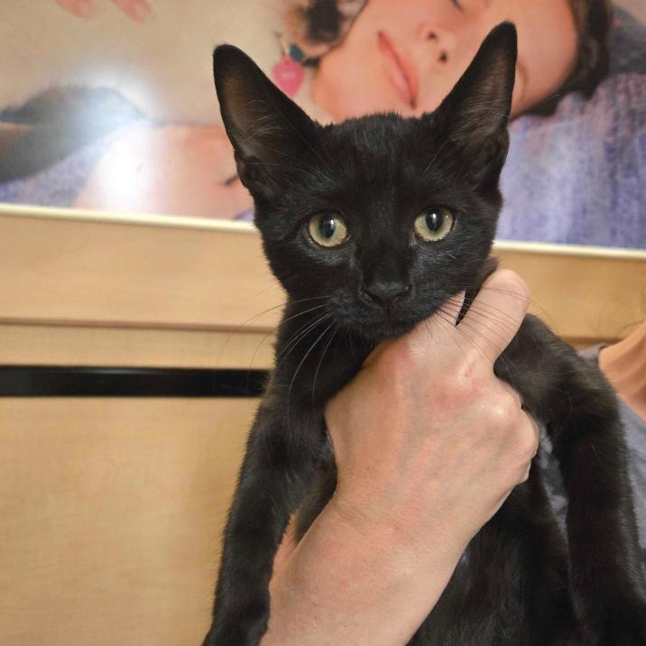 Enlarge Fig, a Adoptable Domestic Short Hair in Oceanside, NY image 2/2