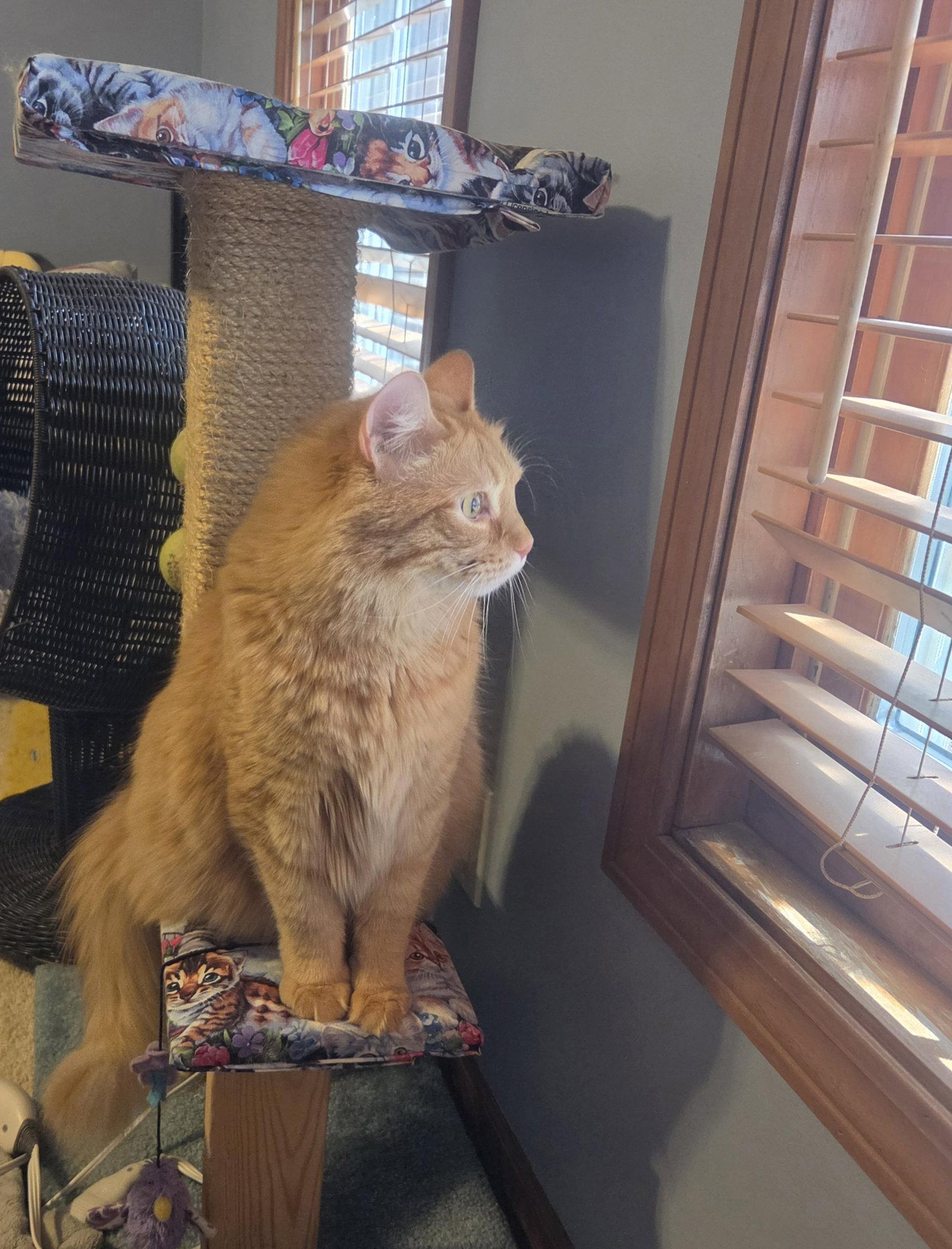 Lio, Adoptable, Adult Male Domestic Medium Hair.