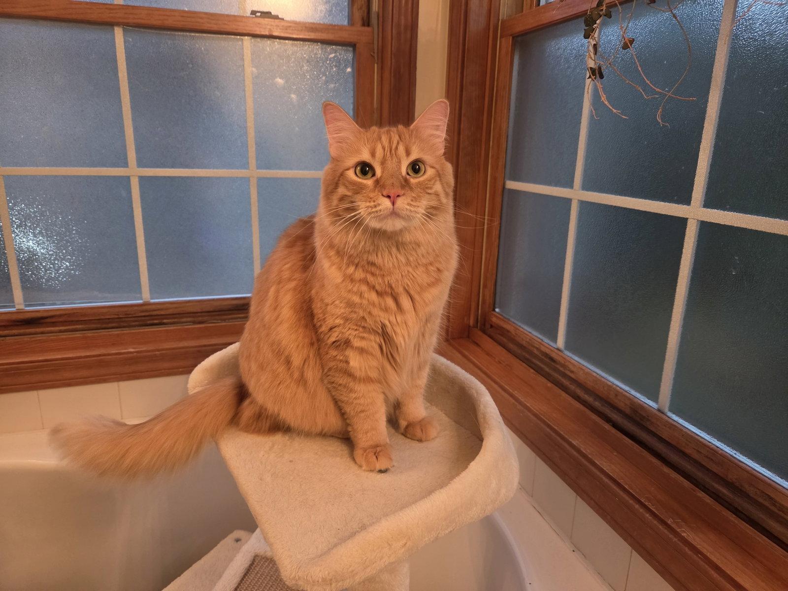 Enlarge Lio, a Adoptable Domestic Medium Hair in hinckley, IL image 2/3