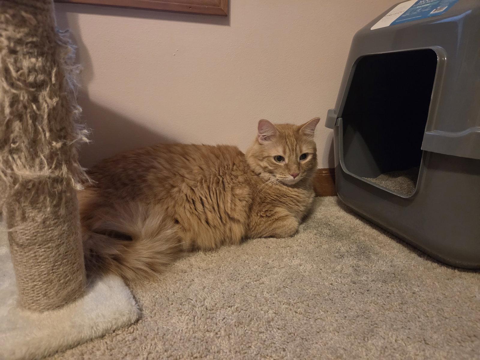 Enlarge Lio, a Adoptable Domestic Medium Hair in hinckley, IL image 3/3