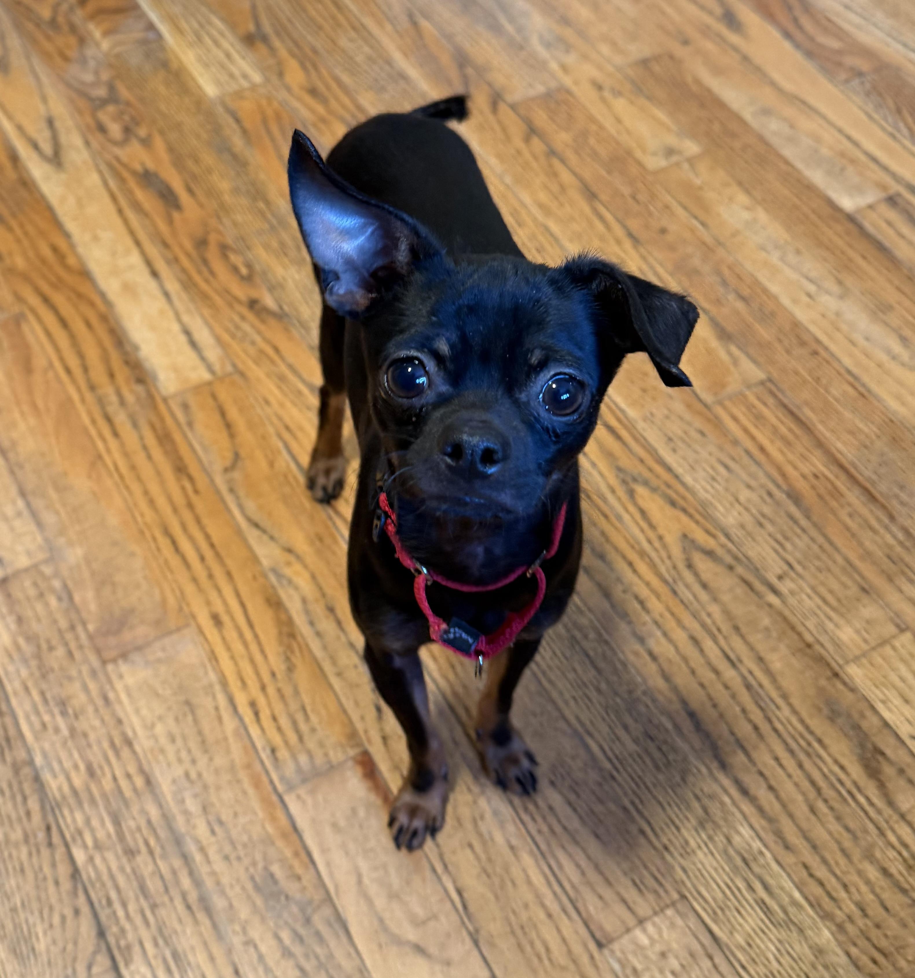 Enlarge Chico , a ADOPTABLE mixed breed in Pelham, NH image 6/6