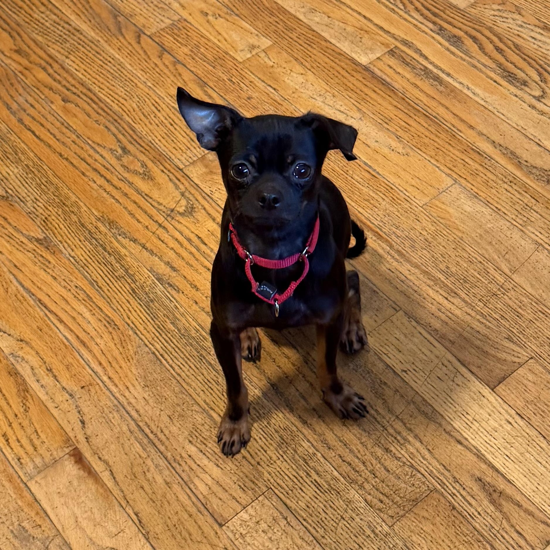 Enlarge Chico , a ADOPTABLE mixed breed in Pelham, NH image 2/6