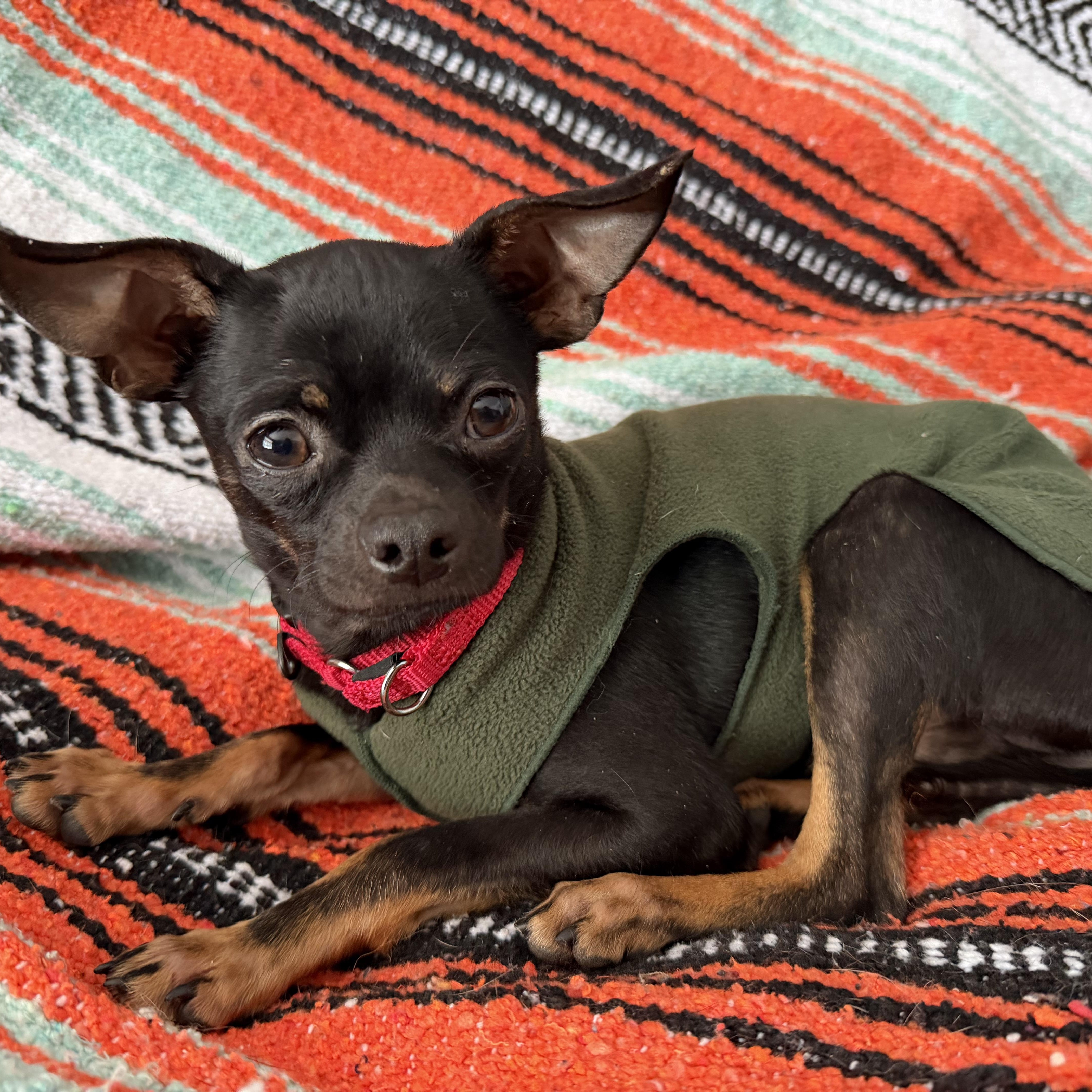 Enlarge Chico , a ADOPTABLE mixed breed in Pelham, NH image 1/6