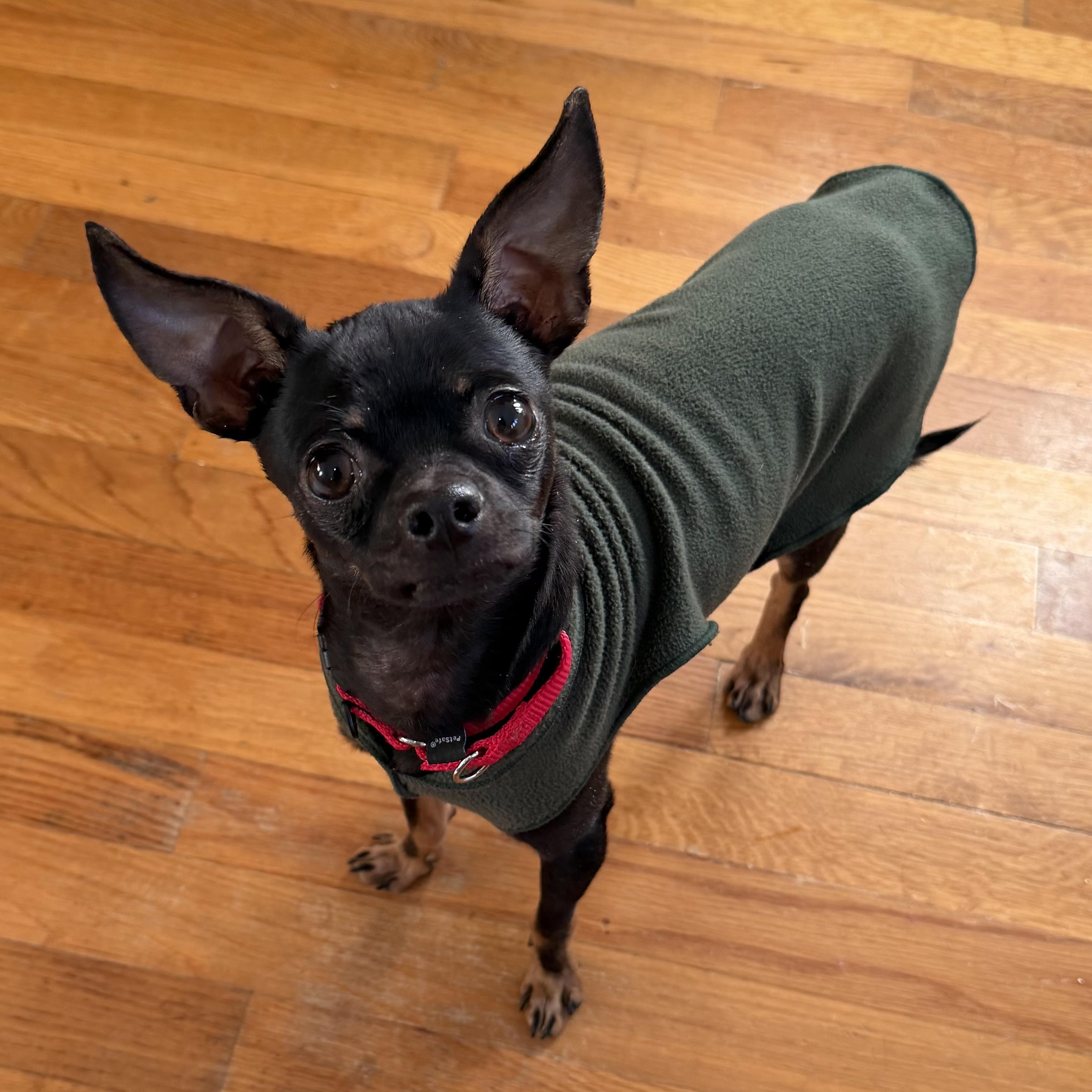 Enlarge Chico , a ADOPTABLE mixed breed in Pelham, NH image 3/6