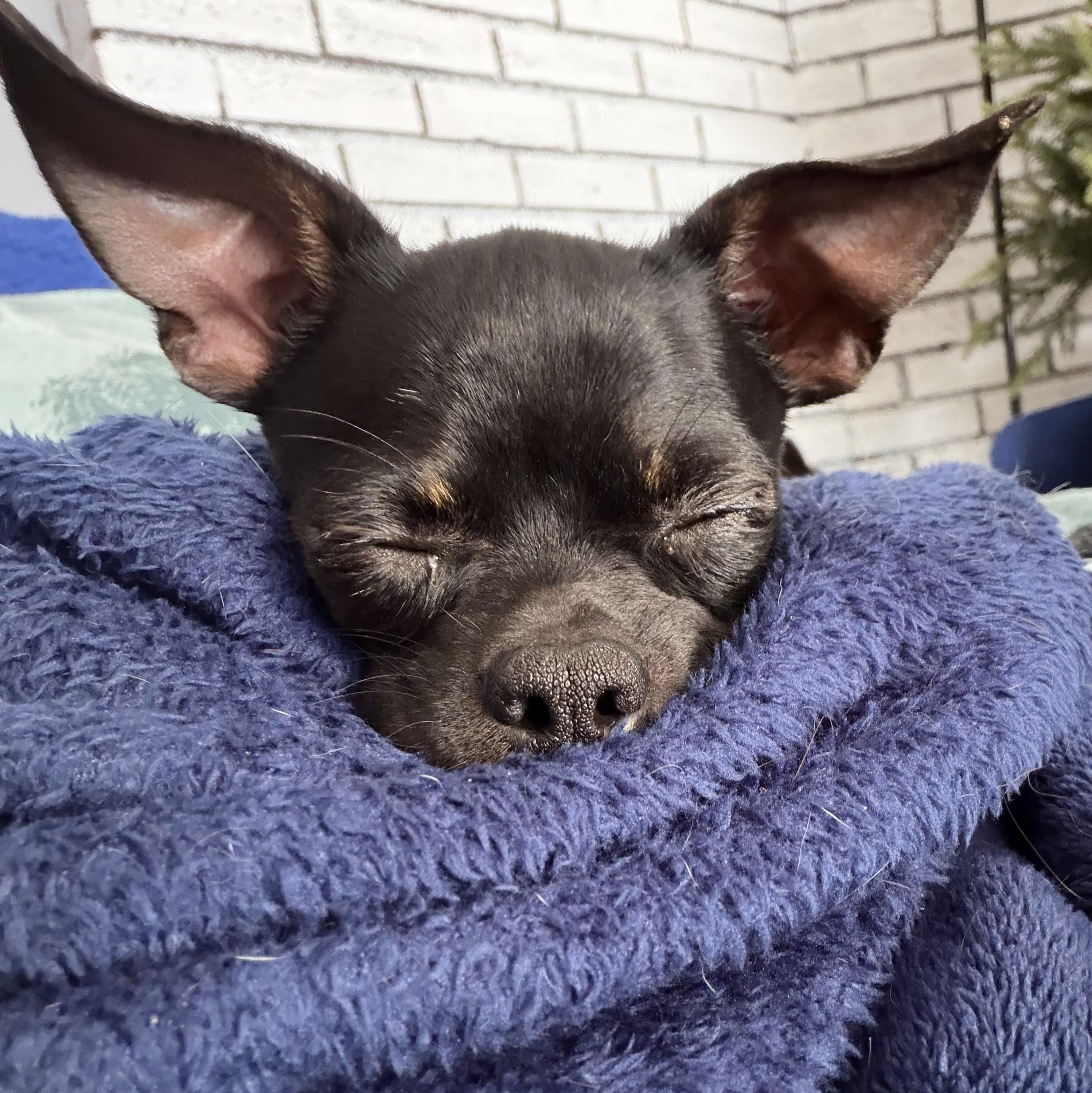 Enlarge Chico , a ADOPTABLE mixed breed in Pelham, NH image 5/6