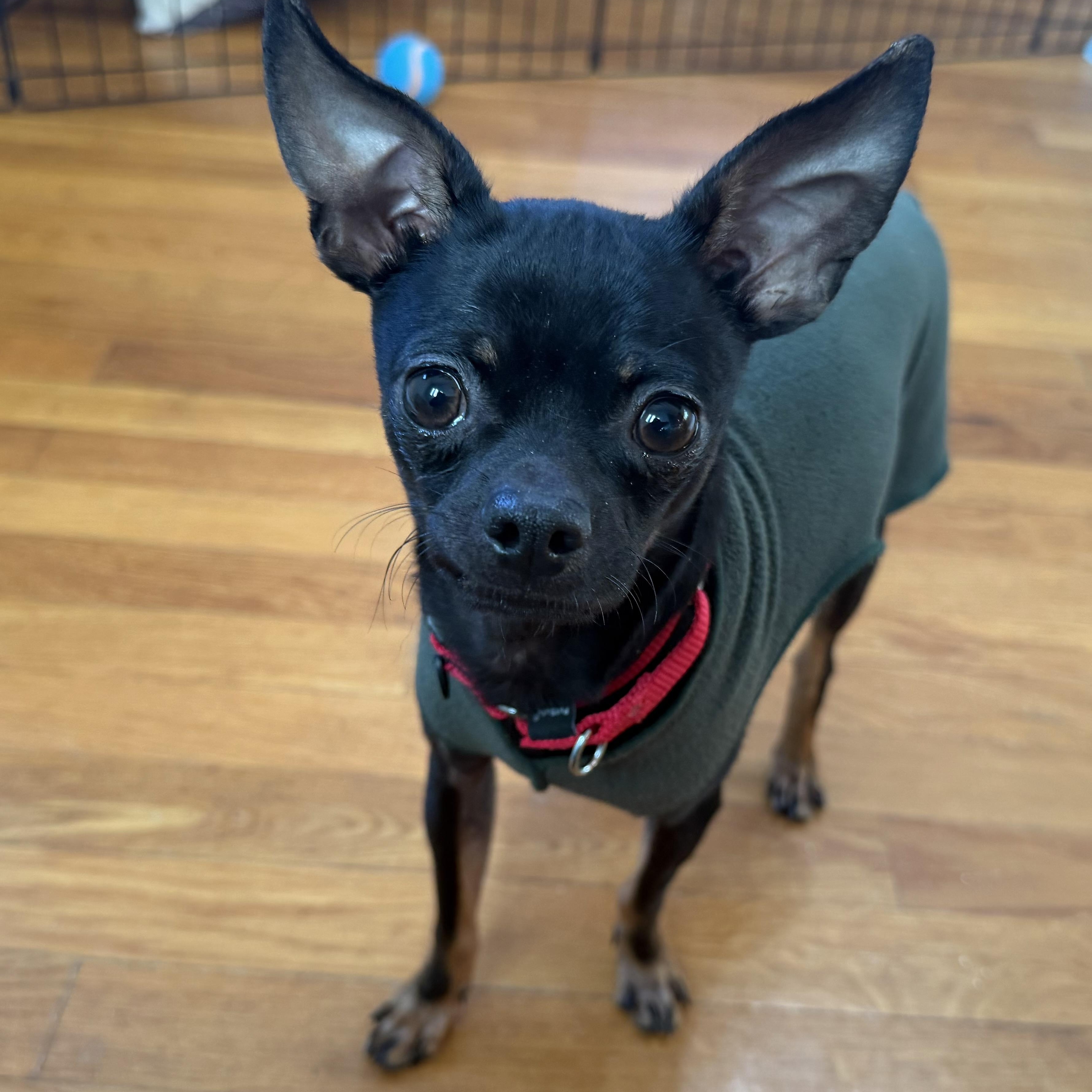 Enlarge Chico , a ADOPTABLE mixed breed in Pelham, NH image 4/6