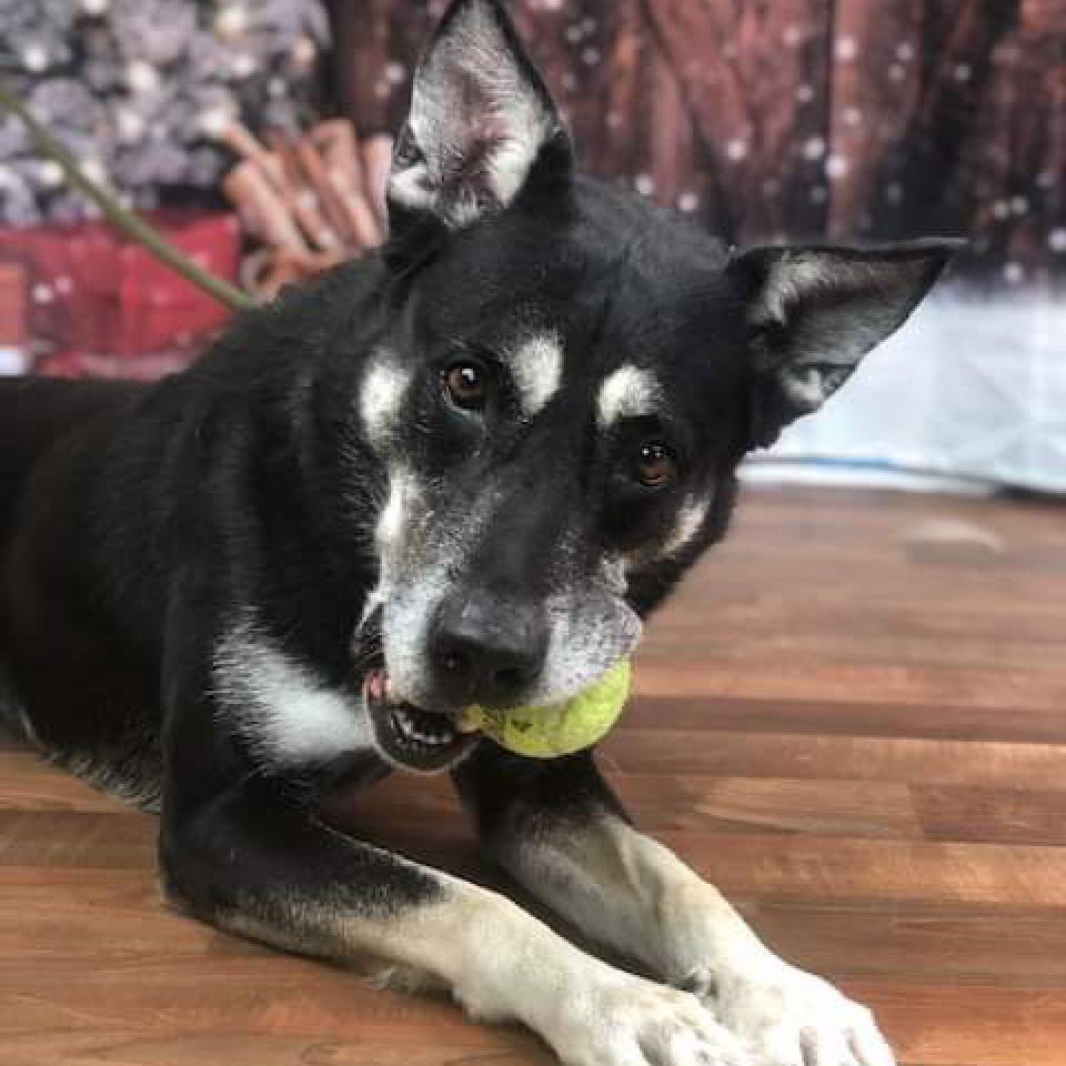 Zoesh, Adoptable, Senior Female Shepherd & Mixed Breed.