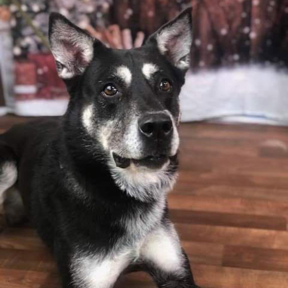 Enlarge Zoesh, a Adoptable mixed breed in Weatherford, TX image 2/4