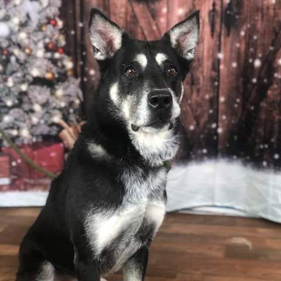 Enlarge Zoesh, a Adoptable mixed breed in Weatherford, TX image 4/4