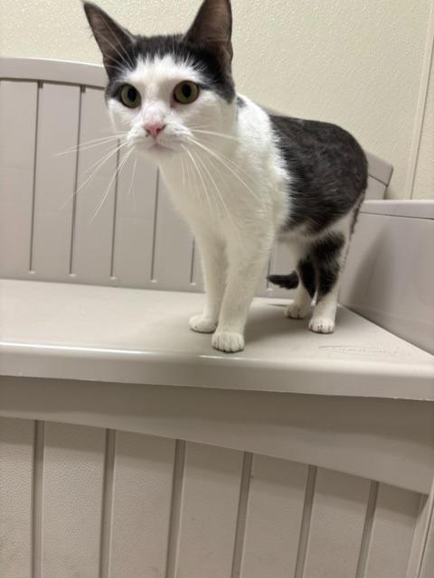 LOUIE, Adoptable, Young Male Domestic Short Hair.