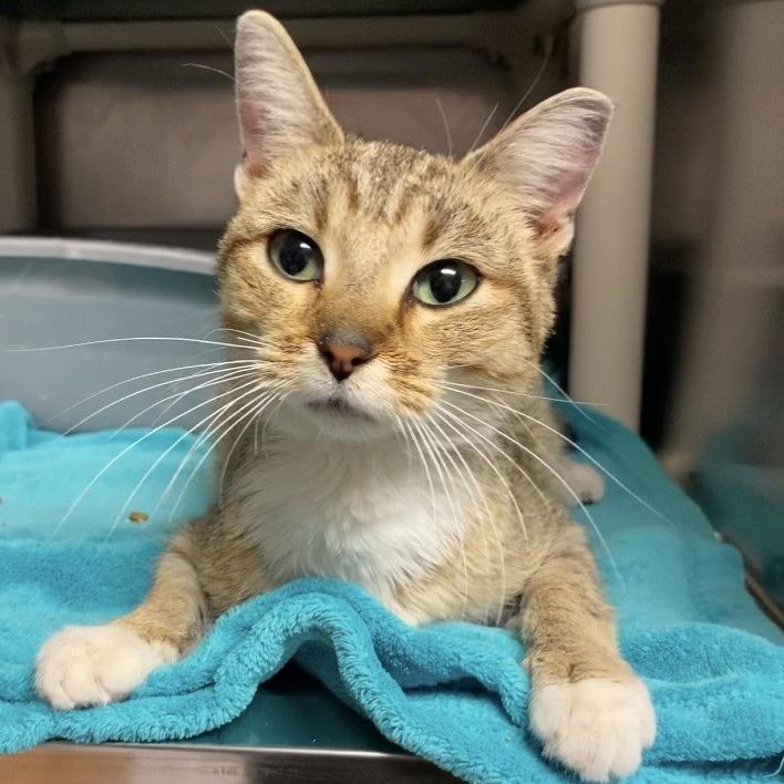 Lily C26-003, Adoptable, Adult Female Domestic Short Hair.