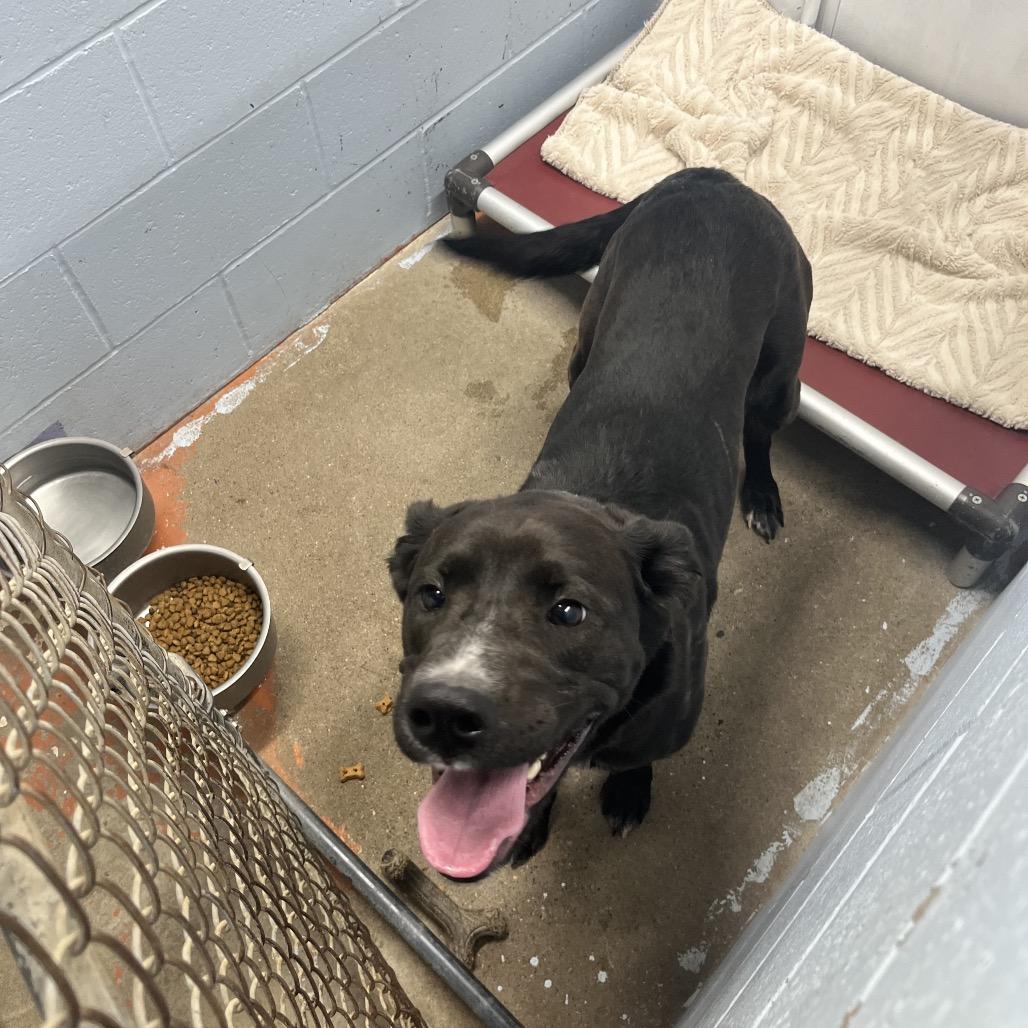 Enlarge Calli , a ADOPTABLE Black Labrador Retriever in Crookston, MN image 4/5