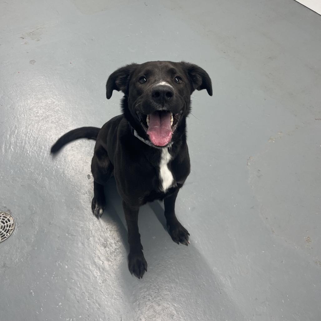 Enlarge Calli , a ADOPTABLE Black Labrador Retriever in Crookston, MN image 5/5