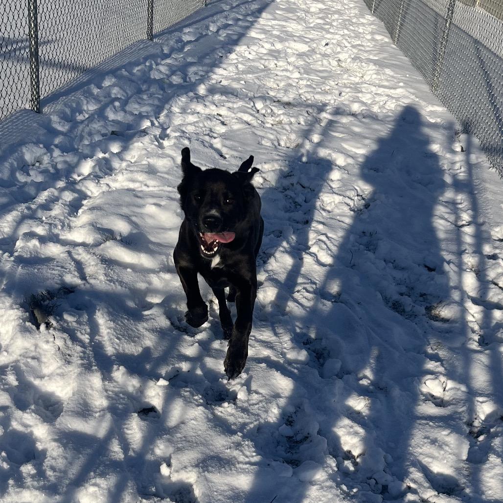 Enlarge Calli , a ADOPTABLE Black Labrador Retriever in Crookston, MN image 2/5