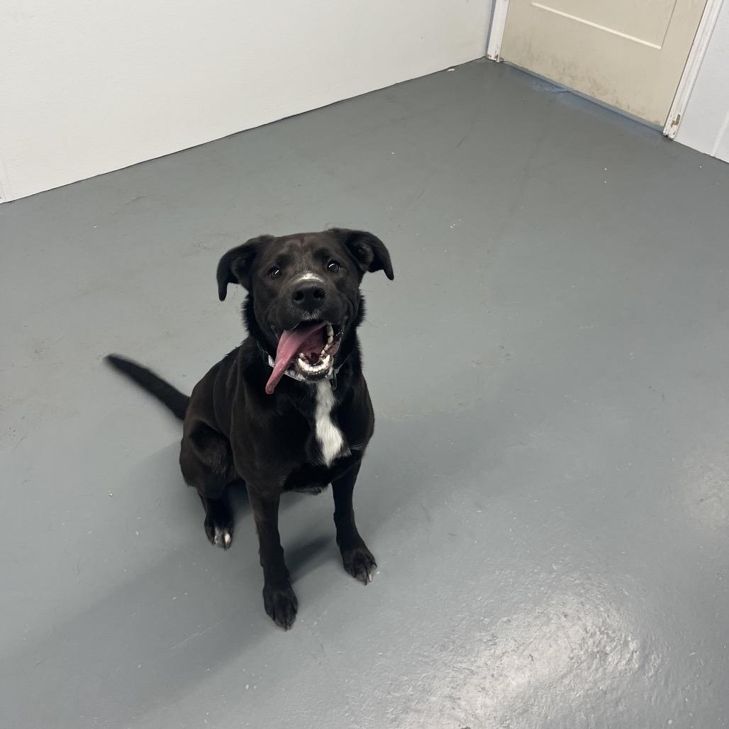 Enlarge Calli , a ADOPTABLE Black Labrador Retriever in Crookston, MN image 3/5
