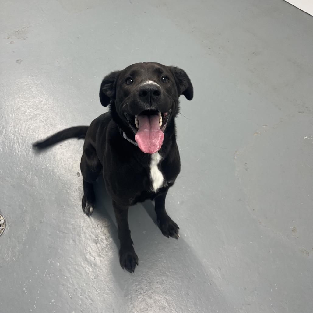 Enlarge Calli , a ADOPTABLE Black Labrador Retriever in Crookston, MN image 1/5