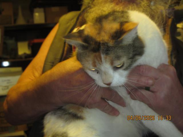 Enlarge SELMA, a Adoptable Domestic Short Hair in Santa Rosa, CA image 1/1