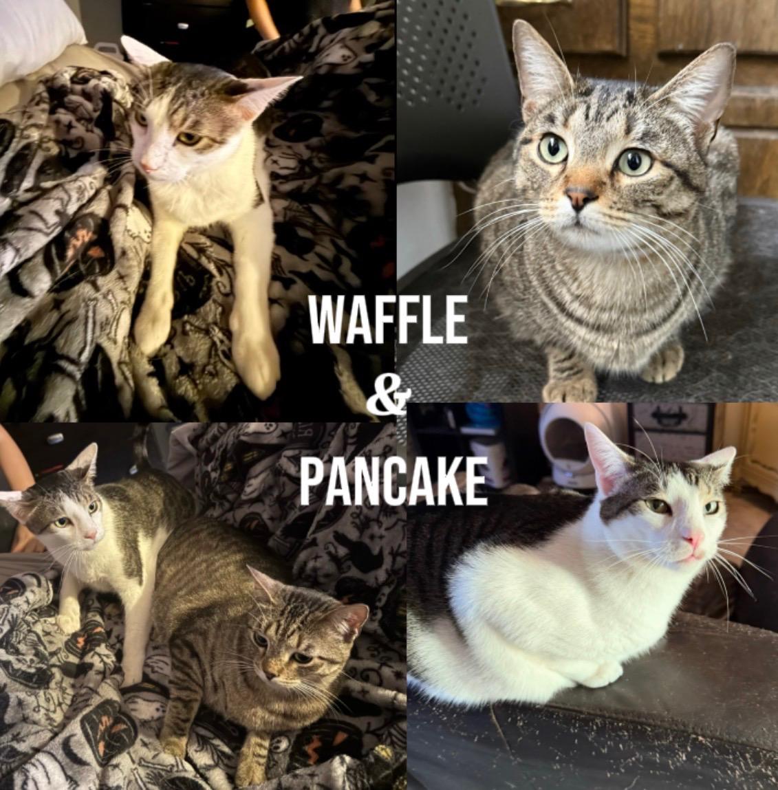 PANCAKE, ADOPTABLE, Young Male Tabby.