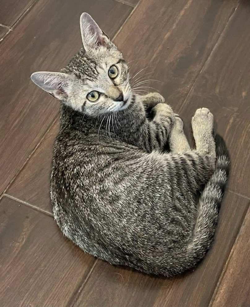 Bolt, Thunder and Flash